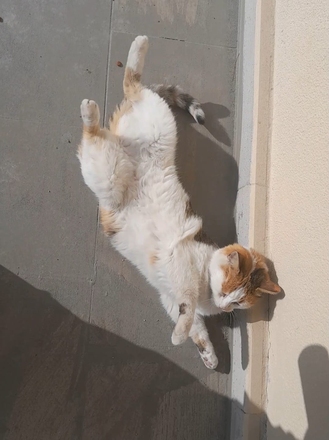 Kedi